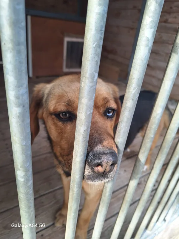 Pies do adopcji, Orzechowce, 23 marca 2026 (5/5)