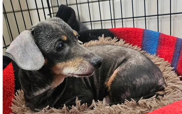 Pies do adopcji, Orzechowce, 21 marca 2026 (1/2)