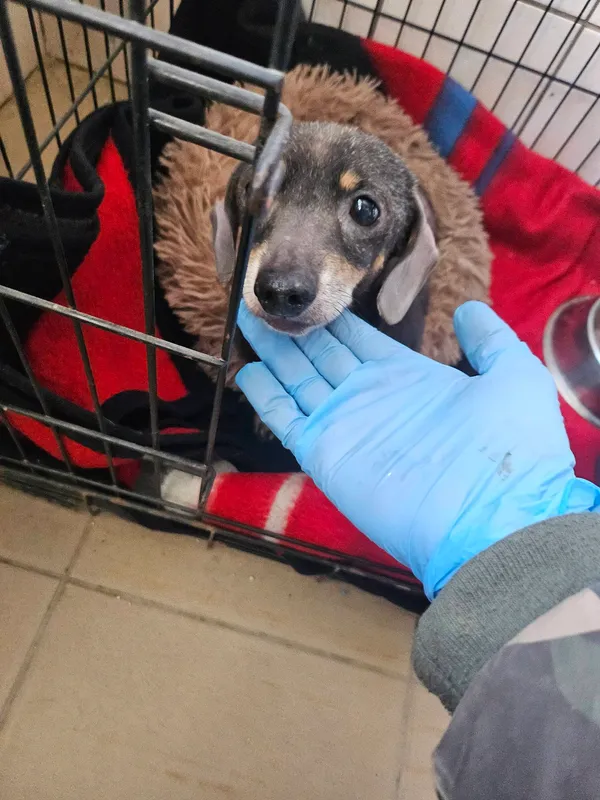 Pies do adopcji, Orzechowce, 21 marca 2026 (2/2)