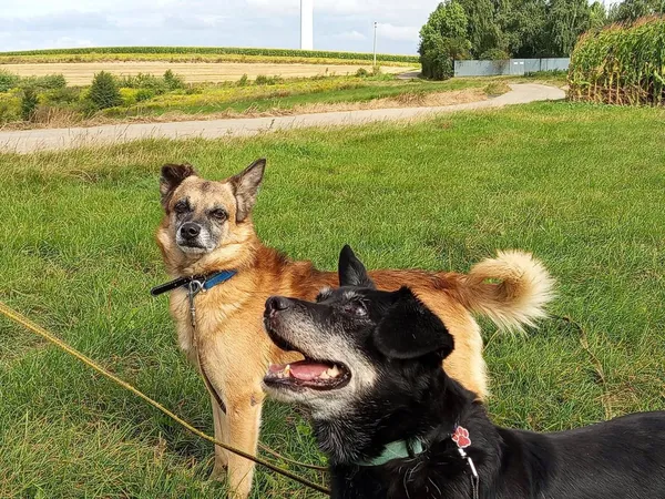 Pies do adopcji, Orzechowce, 8 lutego 2025 (1/5)