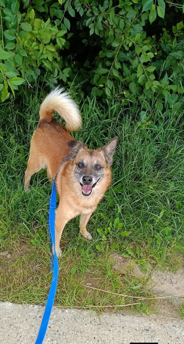 Pies do adopcji, Orzechowce, 8 lutego 2025 (2/5)