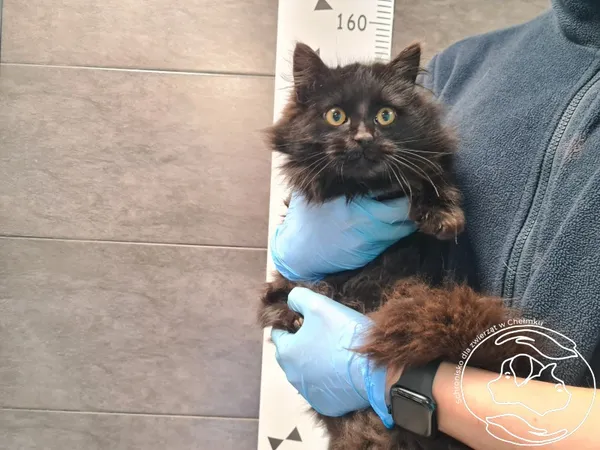 Znaleziono kota, Chełmek, 21 marca 2026