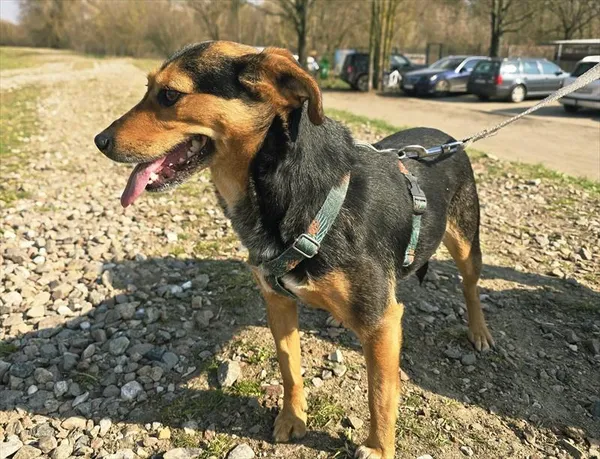 Pies do adopcji, Gorzów Wielkopolski, 21 marca 2026