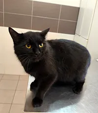 Znaleziono kota, Siedlce, 20 marca 2026