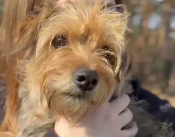 Pies do adopcji, Głowno, 23 marca 2026 (2/3)