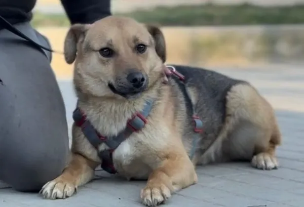 Pies do adopcji, Głowno, 23 marca 2026 (1/4)