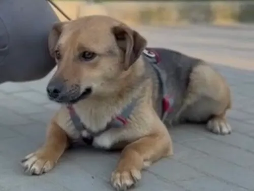 Pies do adopcji, Głowno, 23 marca 2026 (2/4)