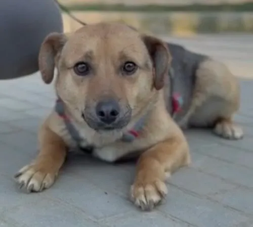 Pies do adopcji, Głowno, 23 marca 2026 (3/4)