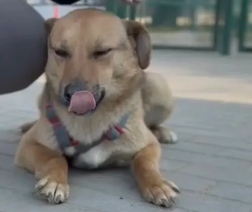 Pies do adopcji, Głowno, 23 marca 2026 (4/4)