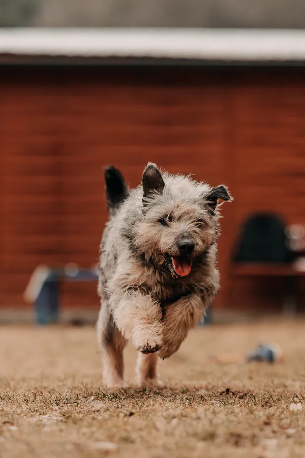 Pies do adopcji, Czartki, 23 marca 2026 (1/5)