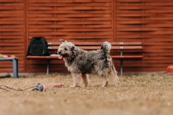 Pies do adopcji, Czartki, 23 marca 2026 (2/5)