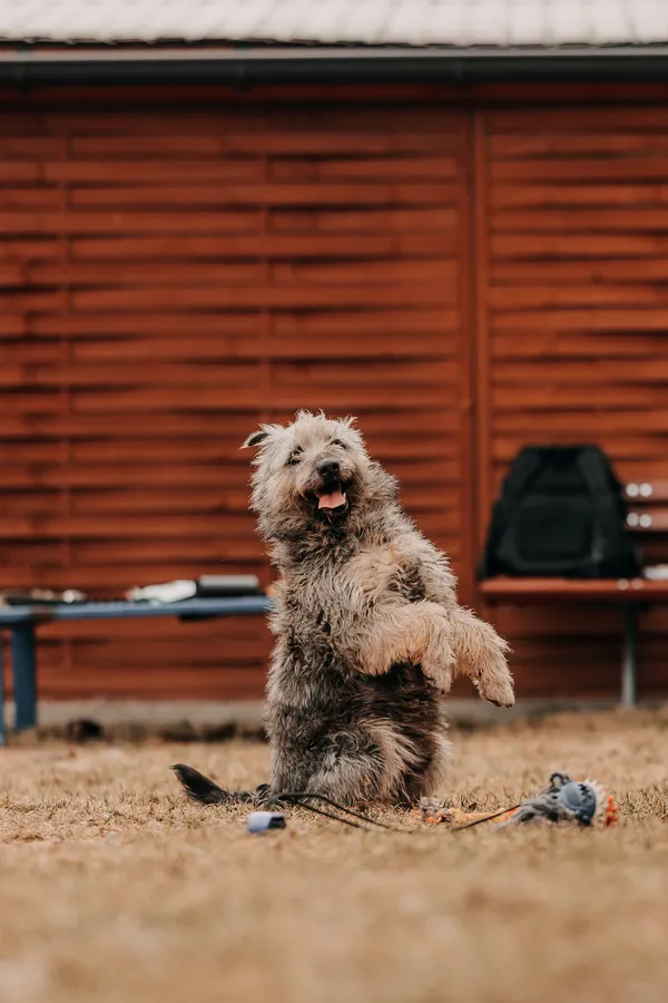 Pies do adopcji, Czartki, 23 marca 2026 (3/5)