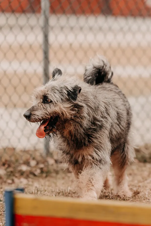 Pies do adopcji, Czartki, 23 marca 2026 (4/5)