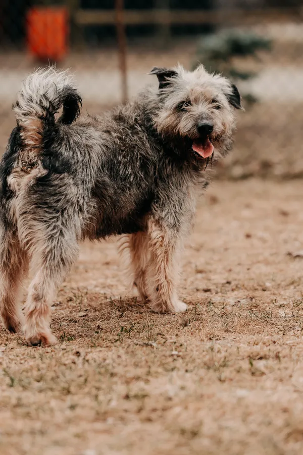 Pies do adopcji, Czartki, 23 marca 2026 (5/5)