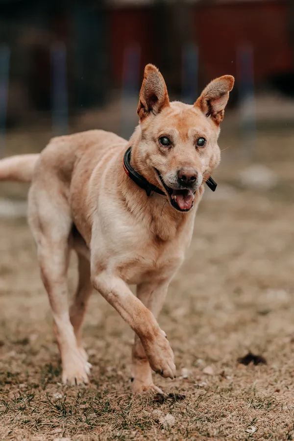 Pies do adopcji, Czartki, 23 marca 2026 (1/5)