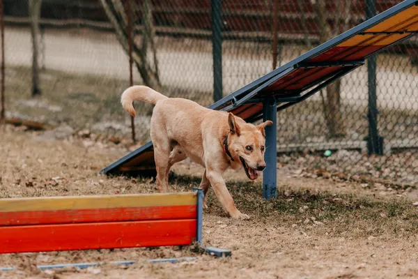 Pies do adopcji, Czartki, 23 marca 2026 (2/5)