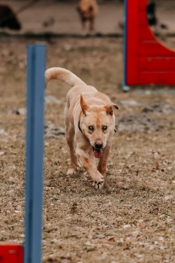 Pies do adopcji, Czartki, 23 marca 2026 (3/5)