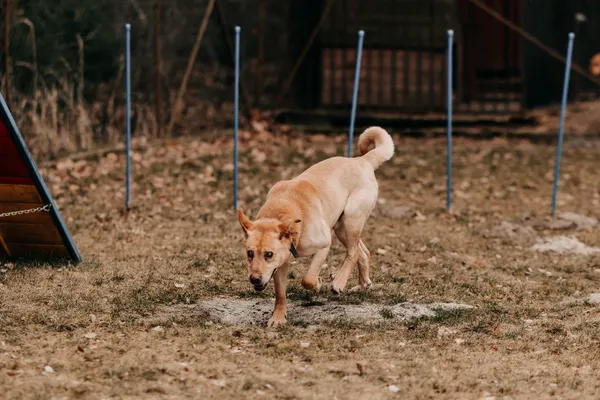 Pies do adopcji, Czartki, 23 marca 2026 (4/5)