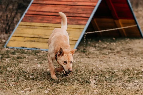 Pies do adopcji, Czartki, 23 marca 2026 (5/5)