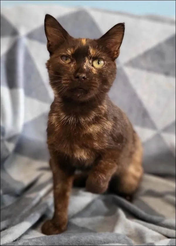 Znaleziono kota, Grudziądz, 9 stycznia 2026