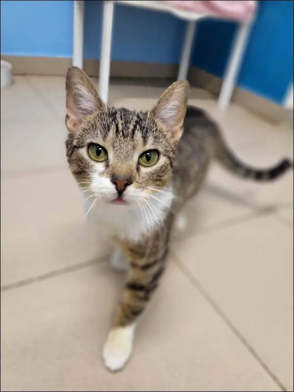 Znaleziono kota, Grudziądz, 17 grudnia 2025