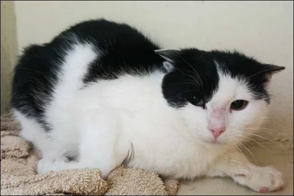 Znaleziono kota, Grudziądz, 10 lutego 2026