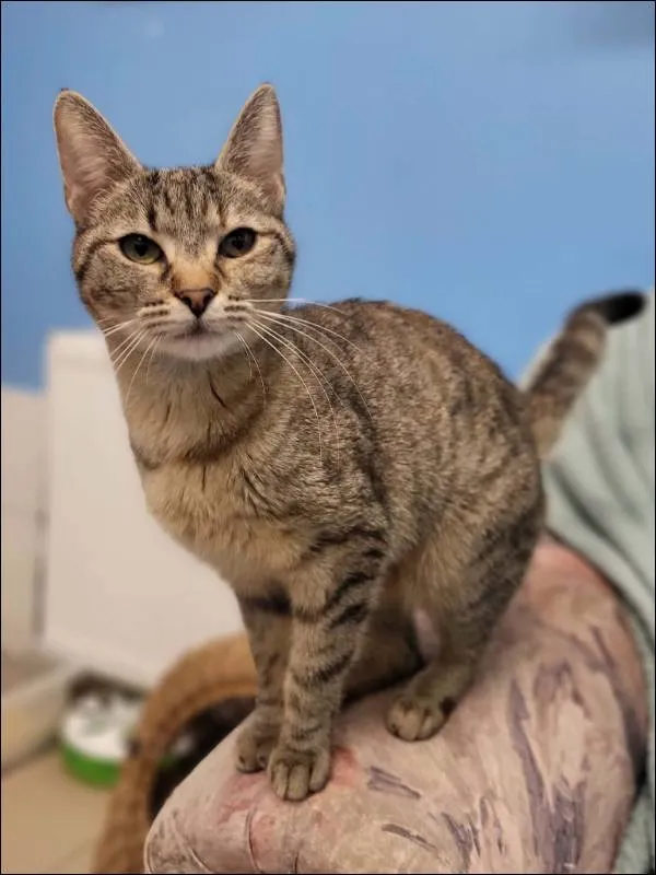 Znaleziono kota, Grudziądz, 17 lutego 2026