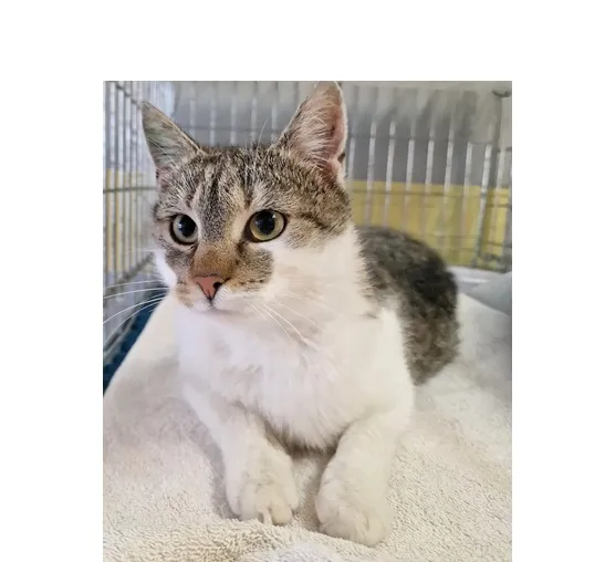 Znaleziono kota, Wrocław, 8 marca 2026