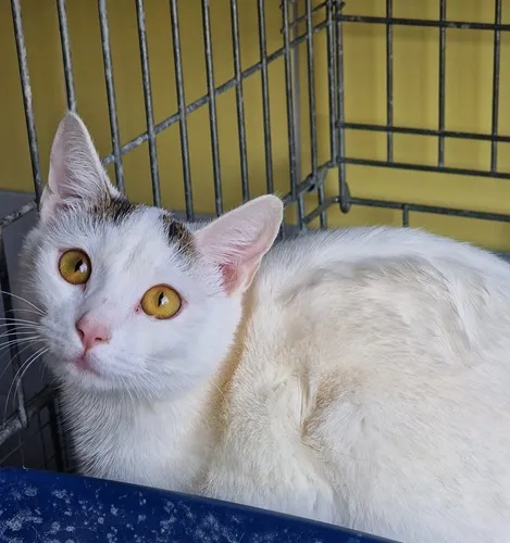 Znaleziono kota, Wrocław, 15 marca 2026