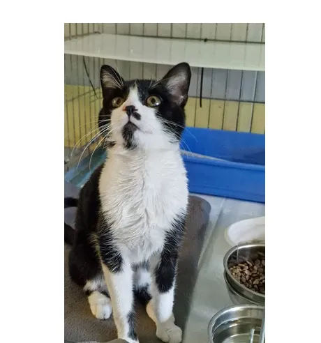 Znaleziono kota, Wrocław, 11 marca 2026