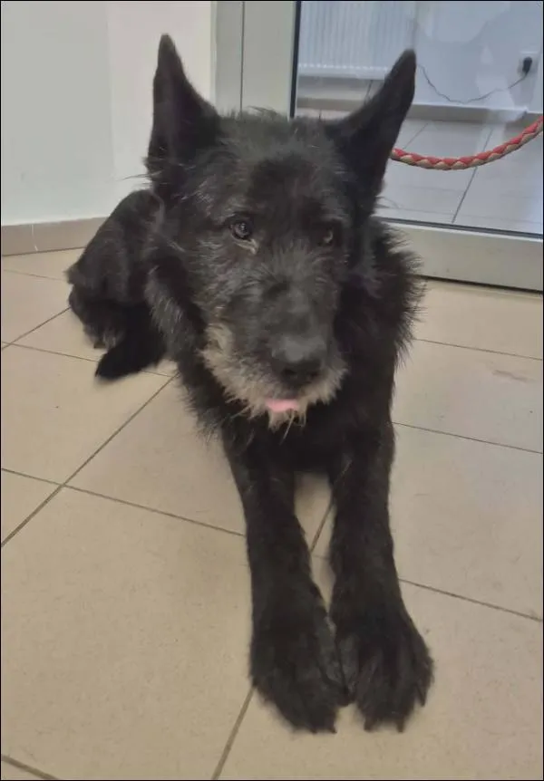 Znaleziono psa, Grudziądz, 23 marca 2026