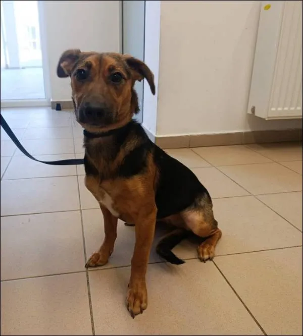 Znaleziono psa, Grudziądz, 22 marca 2026