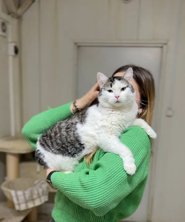 Kot do adopcji, Głowno, 23 marca 2026 (1/4)