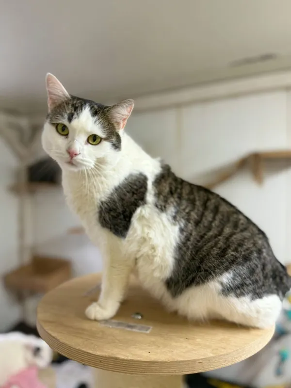 Kot do adopcji, Głowno, 23 marca 2026 (2/4)