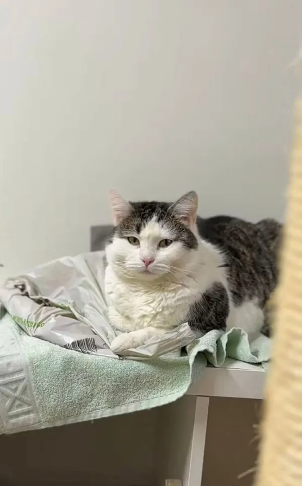 Kot do adopcji, Głowno, 23 marca 2026 (3/4)