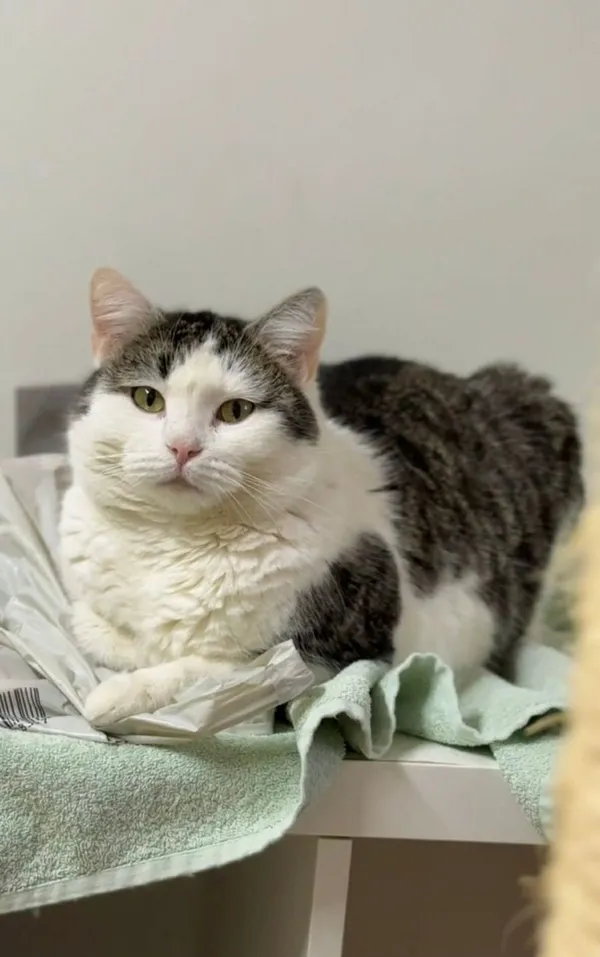 Kot do adopcji, Głowno, 23 marca 2026 (4/4)