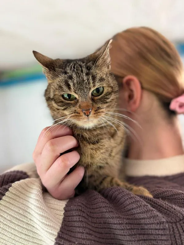 Kot do adopcji, Głowno, 23 marca 2026 (1/5)