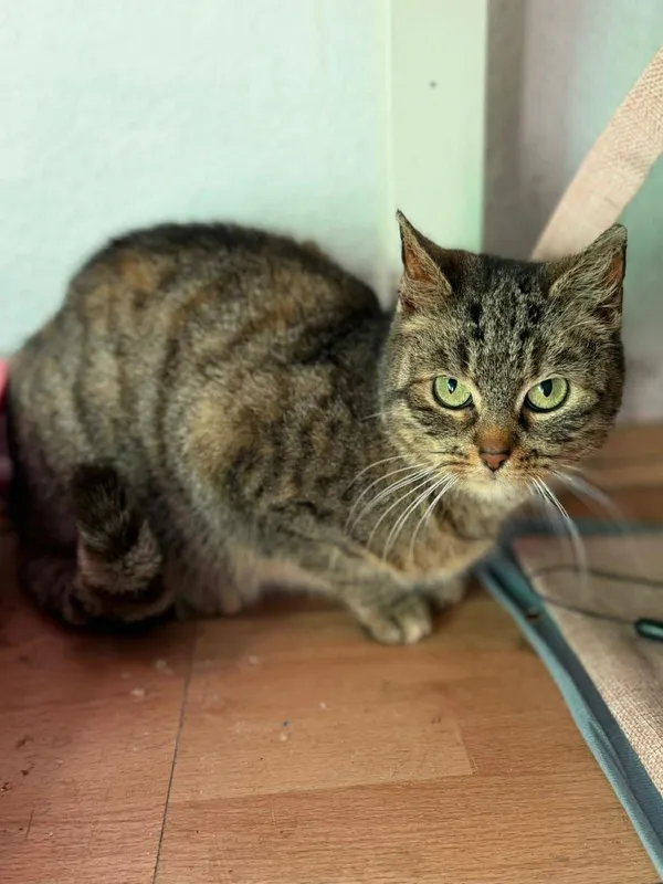 Kot do adopcji, Głowno, 23 marca 2026 (2/5)