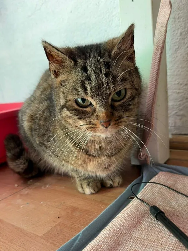 Kot do adopcji, Głowno, 23 marca 2026 (3/5)