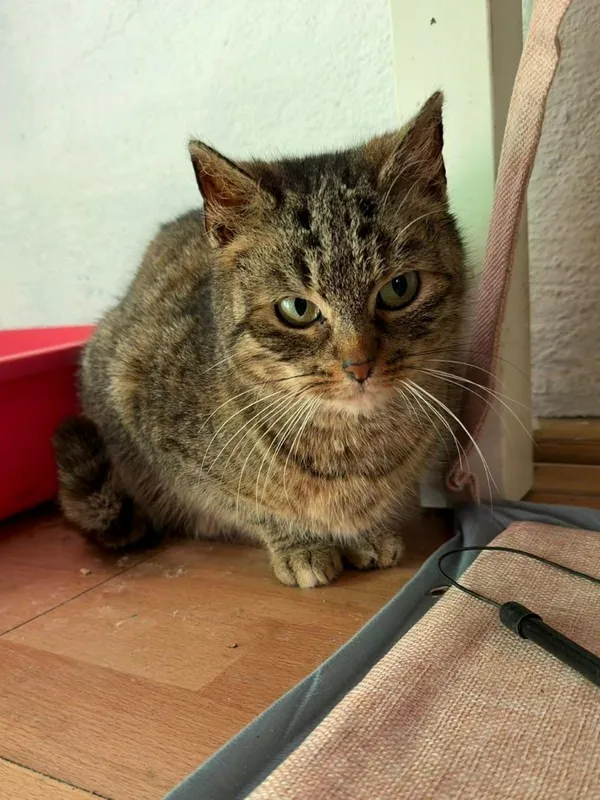 Kot do adopcji, Głowno, 23 marca 2026 (4/5)