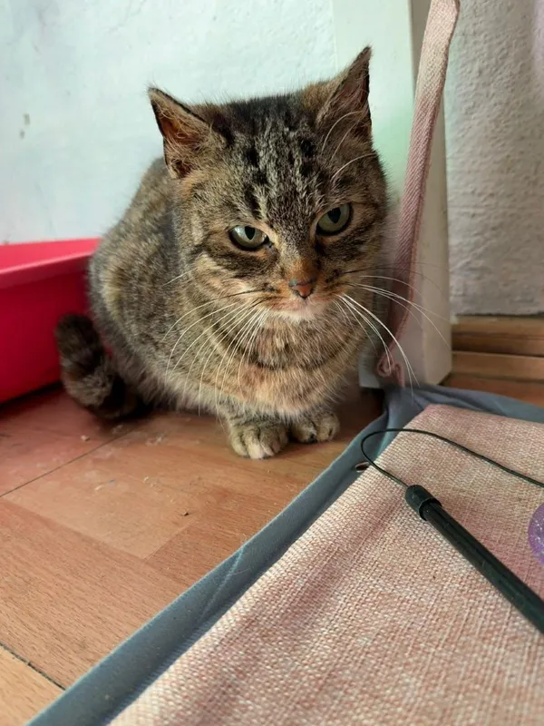 Kot do adopcji, Głowno, 23 marca 2026 (5/5)