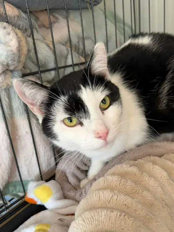 Kot do adopcji, Głowno, 23 marca 2026 (1/5)