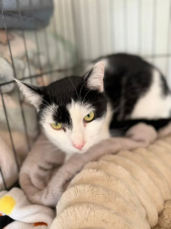 Kot do adopcji, Głowno, 23 marca 2026 (2/5)