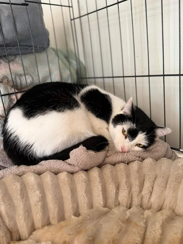 Kot do adopcji, Głowno, 23 marca 2026 (3/5)