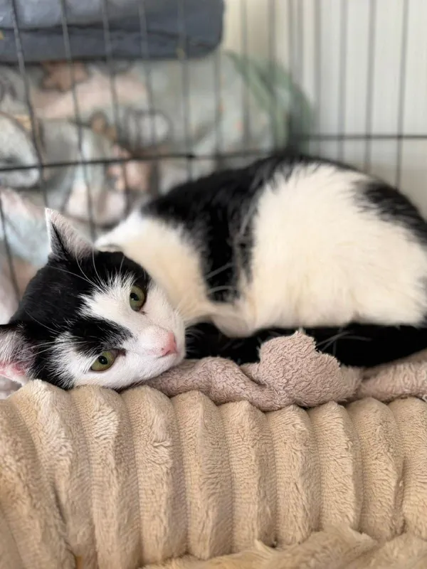 Kot do adopcji, Głowno, 23 marca 2026 (5/5)