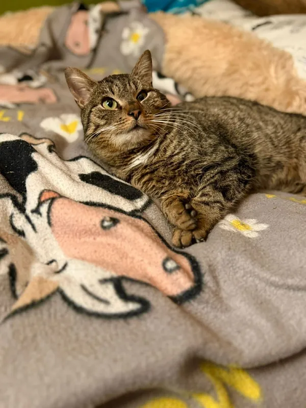 Kot do adopcji, Głowno, 23 marca 2026 (2/4)