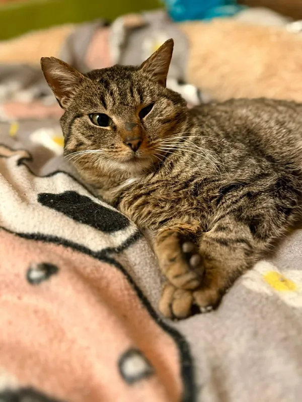 Kot do adopcji, Głowno, 23 marca 2026 (3/4)