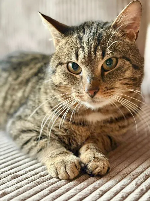 Kot do adopcji, Głowno, 23 marca 2026 (5/5)