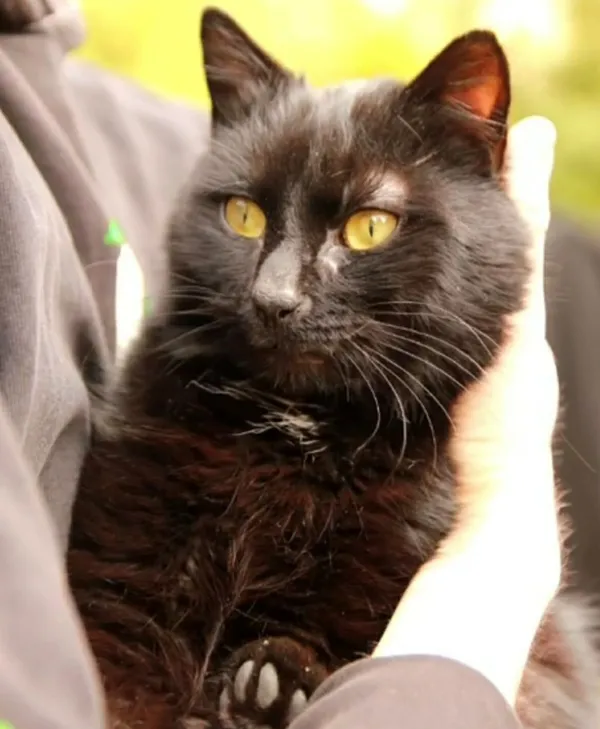 Kot do adopcji, Głowno, 23 marca 2026