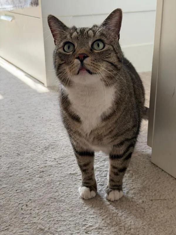 Kot do adopcji, Głowno, 23 marca 2026 (1/5)